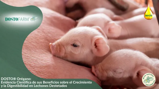 DOSTO® Orégano: Evidencia Científica de sus Beneficios sobre el Crecimiento y la Digestibilidad en Lechones Destetados