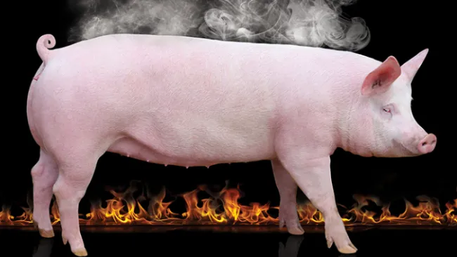 Programa Porcino:  Estrés por Calor