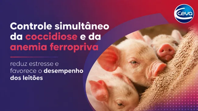 Controle simultâneo da coccidiose e da anemia ferropriva reduz estresse e favorece o desempenho dos leitões