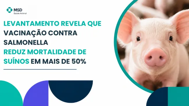 Levantamento revela que vacinação contra Salmonella reduz mortalidade de suínos em mais de 50%