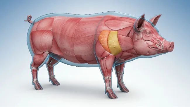 Genetica a rapida crescita muscolare: un vantaggio che va alimentato nel modo giusto