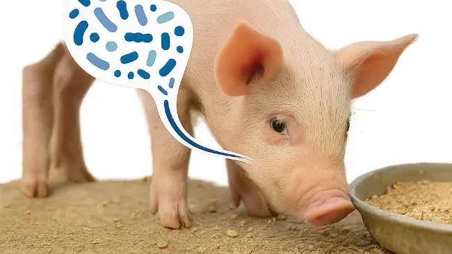 Il microbiota dei suinetti: la chiave invisibile per lo svezzamento