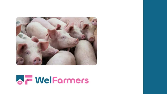 Abstract: Insertion and Handling of Male Pigs