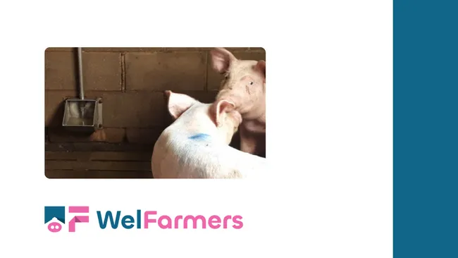 Abstract: Raising Entire Males: Castration-Free Management with Pig Sexing