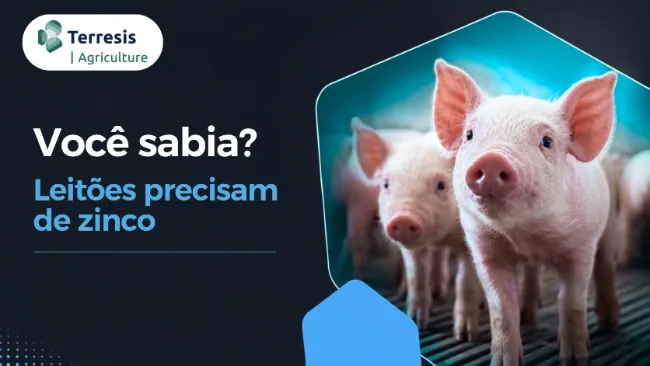 Você sabia? Leitões precisam de zinco
