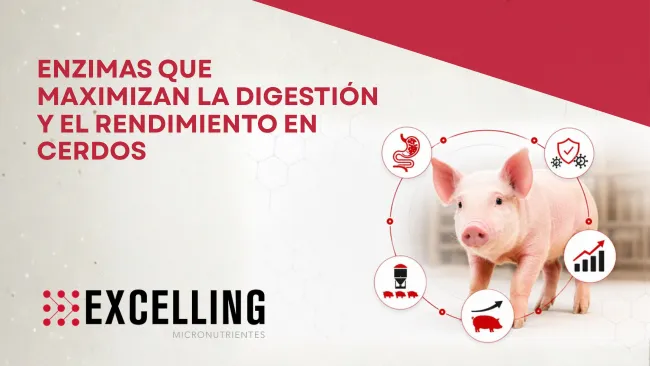 Portafolio de enzimas Excelling: maximiza digestión y rendimiento en cerdos 