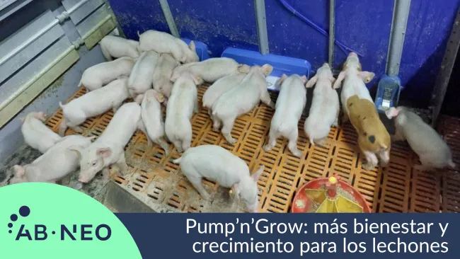 Pump’n’Grow y sus bebederos largos: más bienestar y crecimiento para los lechones