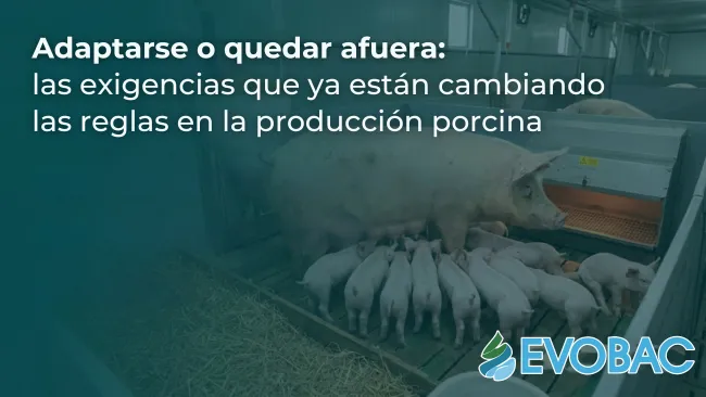 Adaptarse o quedar afuera: las exigencias que ya están cambiando las reglas en la producción porcina