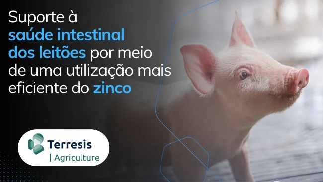 Suporte à saúde intestinal dos leitões por meio de uma utilização mais eficiente do zinco
