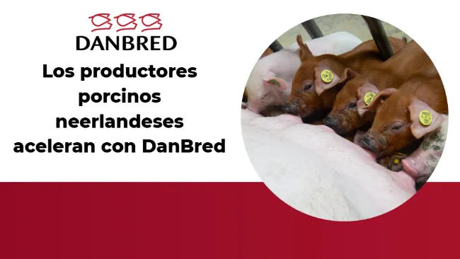 Los productores porcinos neerlandeses aceleran con DanBred