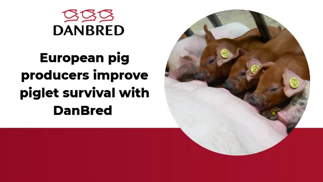 European pig producers improve piglet survival with DanBred 