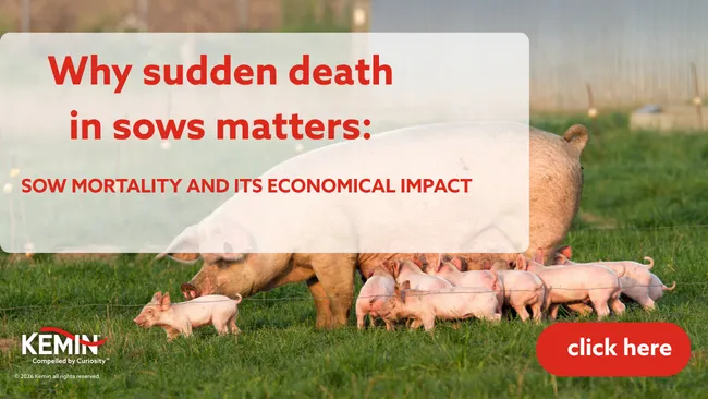 Why sudden death in sows matters: SOW MORTALITY AND ITS ECONOMICAL IMPACT