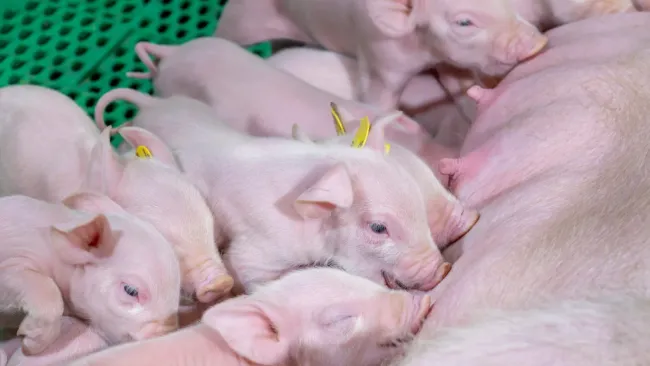 ¿Y si las cerdas pudieran parir sin jaulas… desde el primer día? 🐖👀