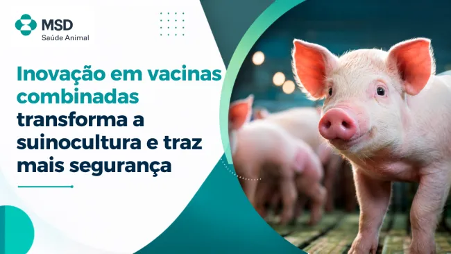 Inovação em vacinas combinadas transforma a suinocultura e traz mais segurança