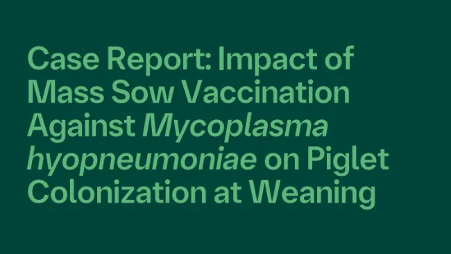  ESPHM 2026 - Case Report: Impact of Mass Sow Vaccination Against Mycoplasma hyopneumoniae on Piglet Colonization at Weaning