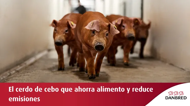 El cerdo de cebo con mayor eficiencia alimentaria del mundo