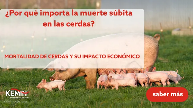¿Por qué importa la muerte súbita en las cerdas?