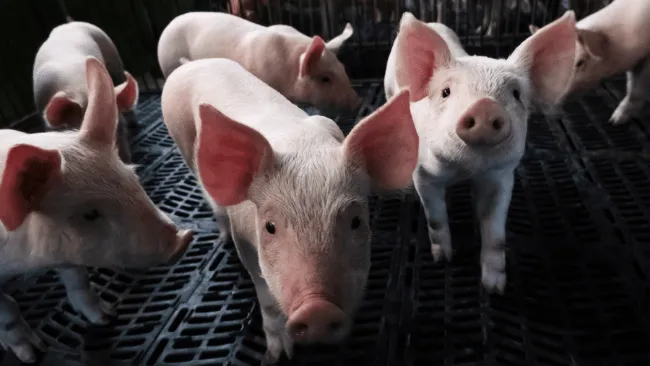 Un estudio con 30.000 lechones arroja nuevas claves para mejorar la salud intestinal posdestete