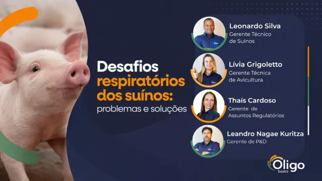 Desafios respiratórios dos suínos: problemas e soluções