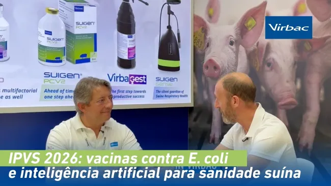 IPVS 2026: vacinas contra E. coli e inteligência artificial para a sanidade suína