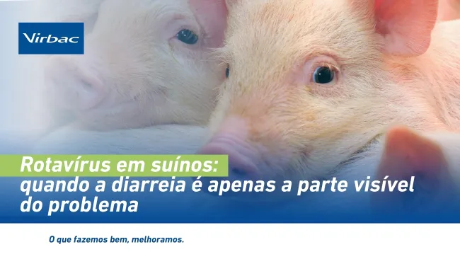 Rotavírus em suínos: quando a diarreia é apenas a parte visível do problema