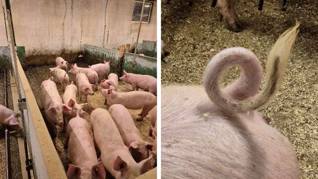 Resumo: Canetas para uma produção suave