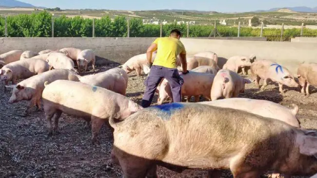 Utilización de un  kit de progesterona para ayudarnos en la sincronización de primerizas