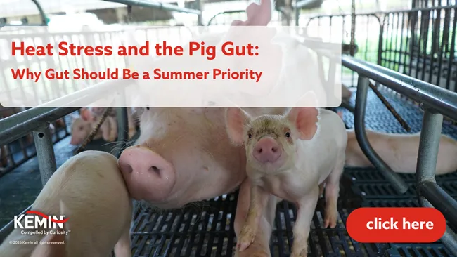 Heat Stress and the Pig Gut: Why Gut Should Be a Summer Priority