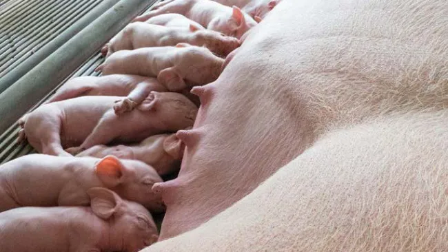 Manejo en bandas a 5 semanas, aplicación práctica