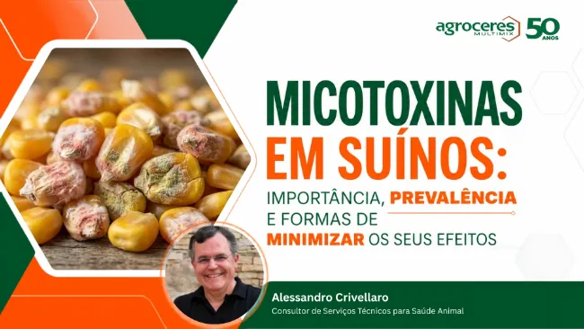 Micotoxinas em suínos: importância, prevalência e formas de minimizar os seus efeitos