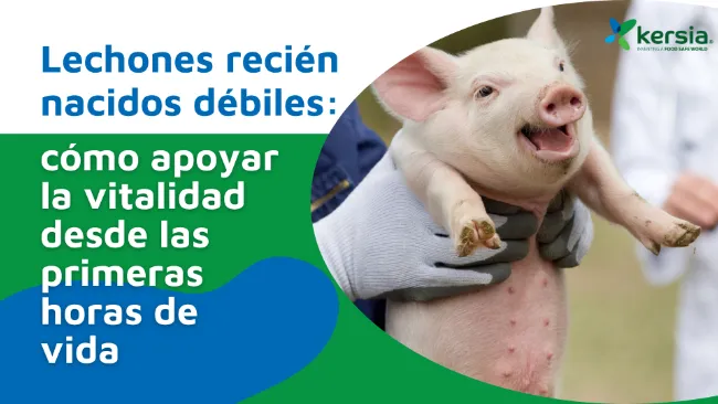 Lechones recién nacidos débiles: cómo apoyar la vitalidad desde las primeras horas de vida