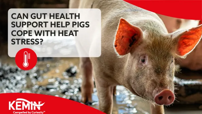Can Gut Health Support Help Pigs Cope with Heat Stress? 