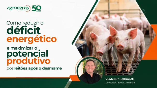 Como reduzir o déficit energético e maximizar o potencial produtivo dos leitões após o desmame