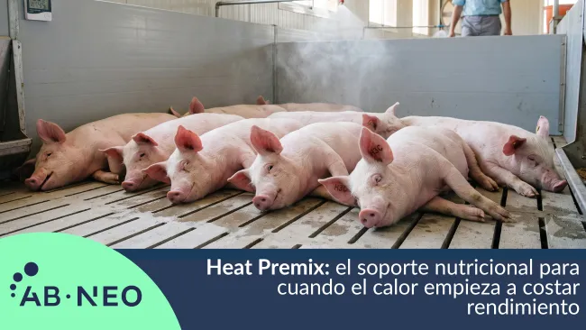 Heat Premix: el soporte nutricional para cuando el calor empieza a costar rendimiento