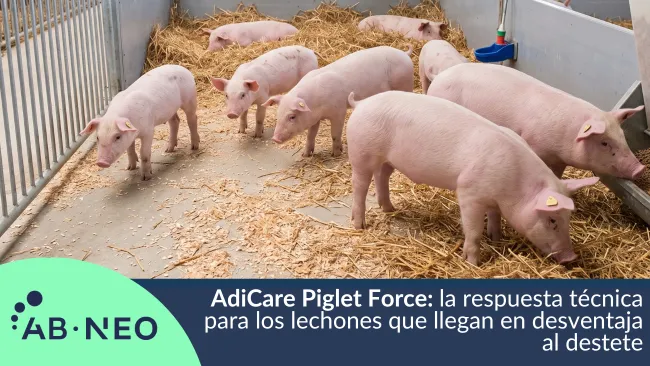 AdiCare Piglet Force: la respuesta técnica para los lechones que llegan en desventaja al destete