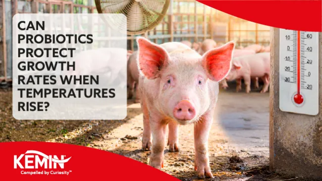 Can probiotics protect growth rates when temperatures rise?