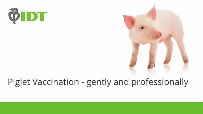 Piglet Vaccination - gently and professionally
