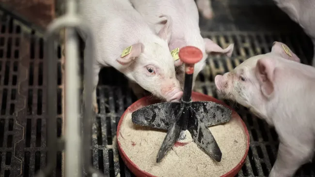 How to Increase Creep Feed Intake in Piglets: New Study Finds 24% Higher Intake