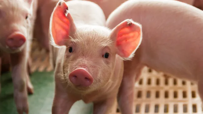 +330 g Weaning Weight and 26% Lower Piglet Mortality – New China Trial