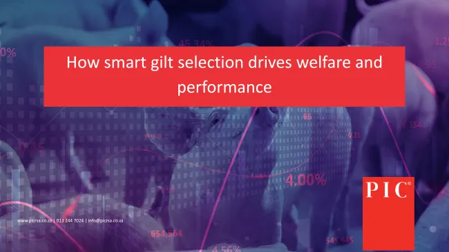 Future-proofing pig production: How smart gilt selection drives welfare and performance