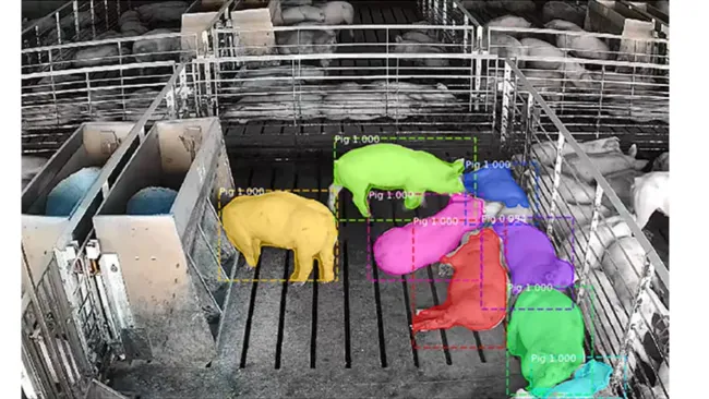 Smarter selection, stronger animals: how AI is changing livestock genetics