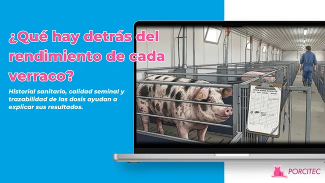 El verraco: por qué su registro individual condiciona toda la sala de cubrición