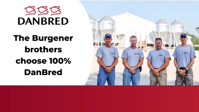 The Burgener brothers choose 100% DanBred