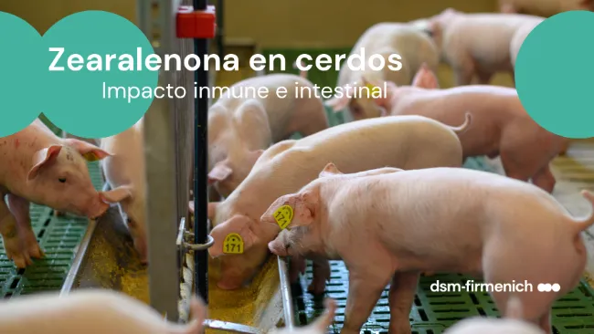 Efectos de la zearalenona en la inmunidad y el tracto intestinal de los cerdos