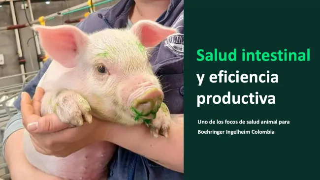 Salud intestinal y eficiencia productiva: uno de los focos de salud animal para Boehringer Ingelheim Colombia