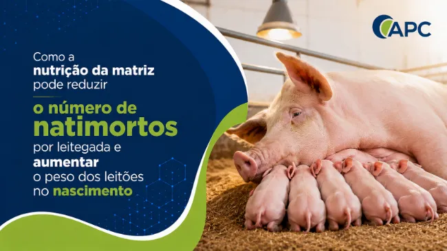 A oferta de plasma spray-dried no periparto para matrizes reduziu o número de natimortos por leitegada e aumentou o peso dos leitões no nascimento