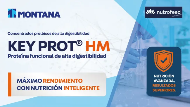 Nuevas alternativas de proteína para la nutrición porcina en Perú