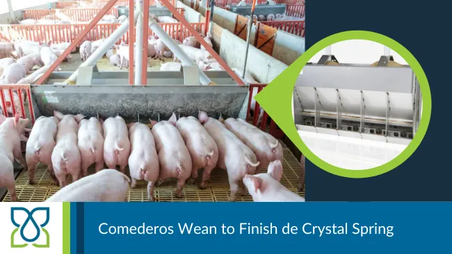 Comederos Wean to Finish de Crystal Spring: alimentación porcina del destete al mercado sin cambiar de comedero