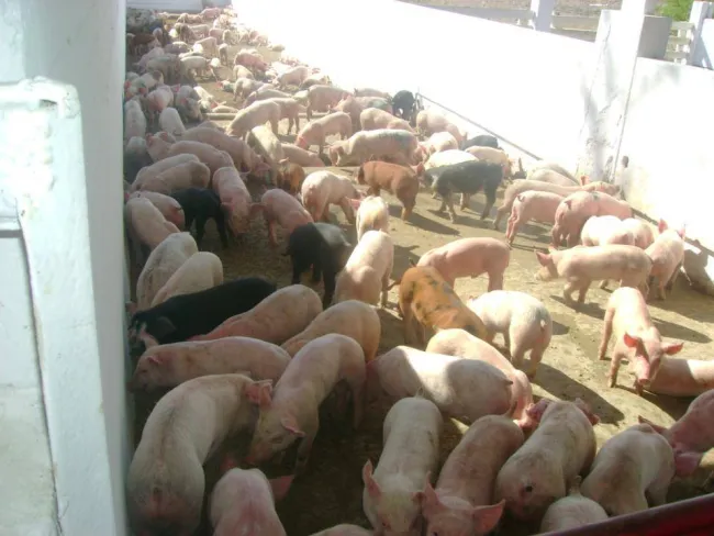 lechones , cerdas para la cria, sementales, cerdo gordo.