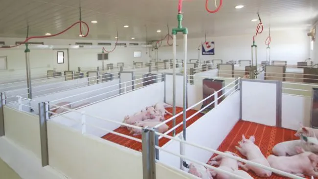 Alimentos micropelleteados y pelleteados vs alimentos en harina